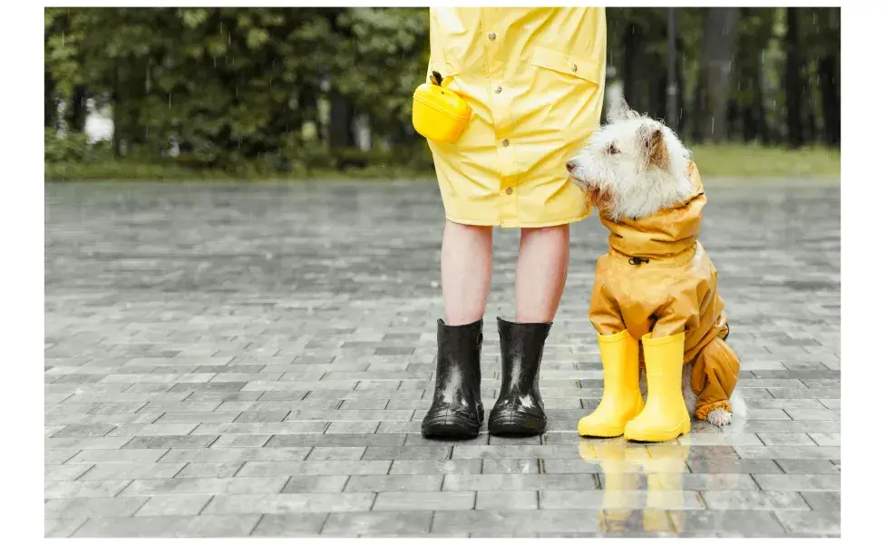 Perro con impermeable amarillo. Foto:Pexels/Yaroslav Shuraev