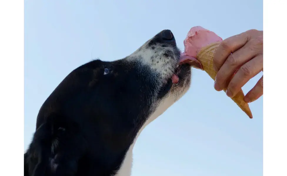 Perro comiendo helado. Foto: Pexels/Mikkel Bendix 