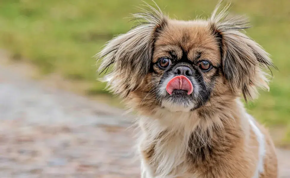 Perro con la lengua de fuera. Foto: Pexels/Gundula Vogel