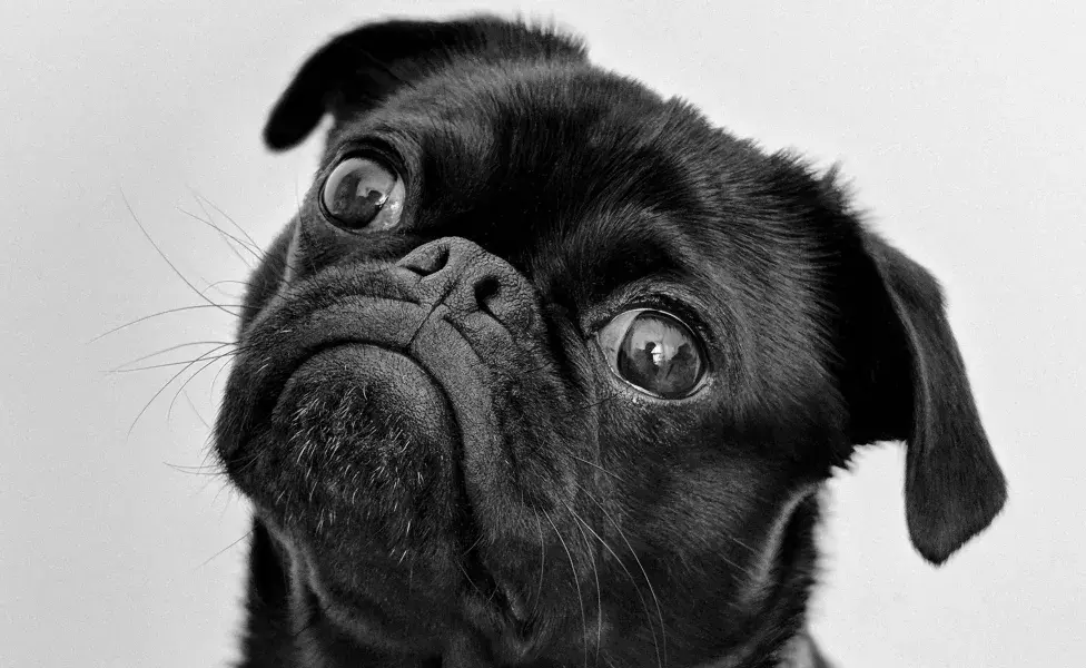 Perro pug en blanco y negro. Foto: Pexels/Charles