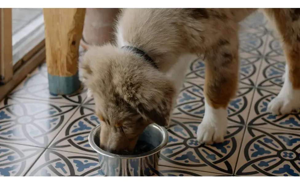 Perro comiendo en un tazón. Foto: Pexels/cottonbro studio