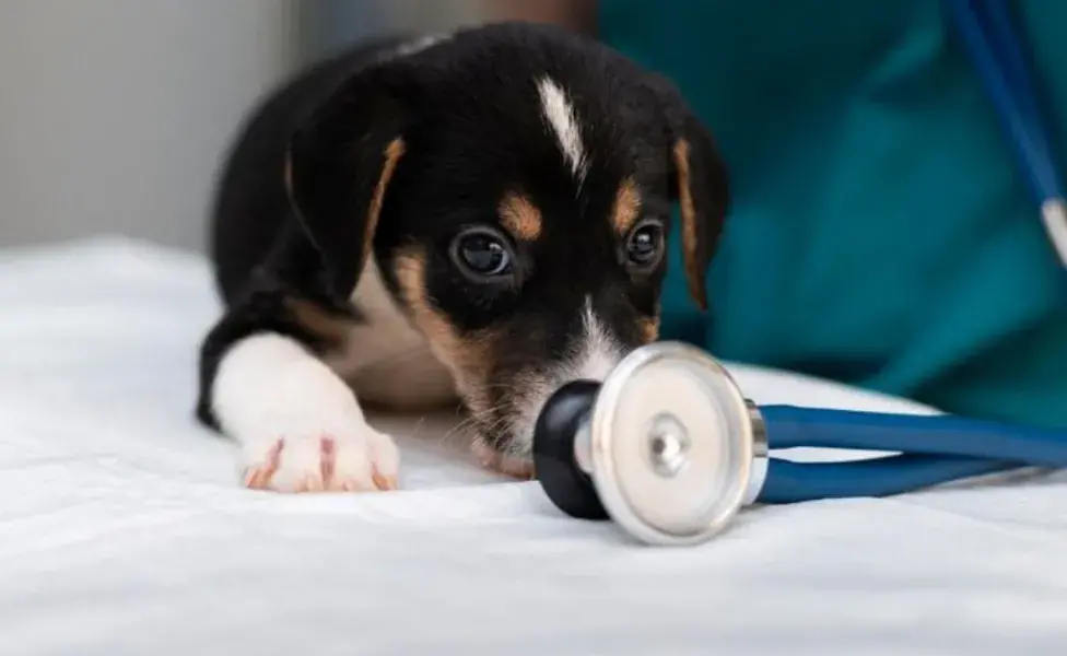 Antihistamínico para perros, ¿ellos también tienen alergias?