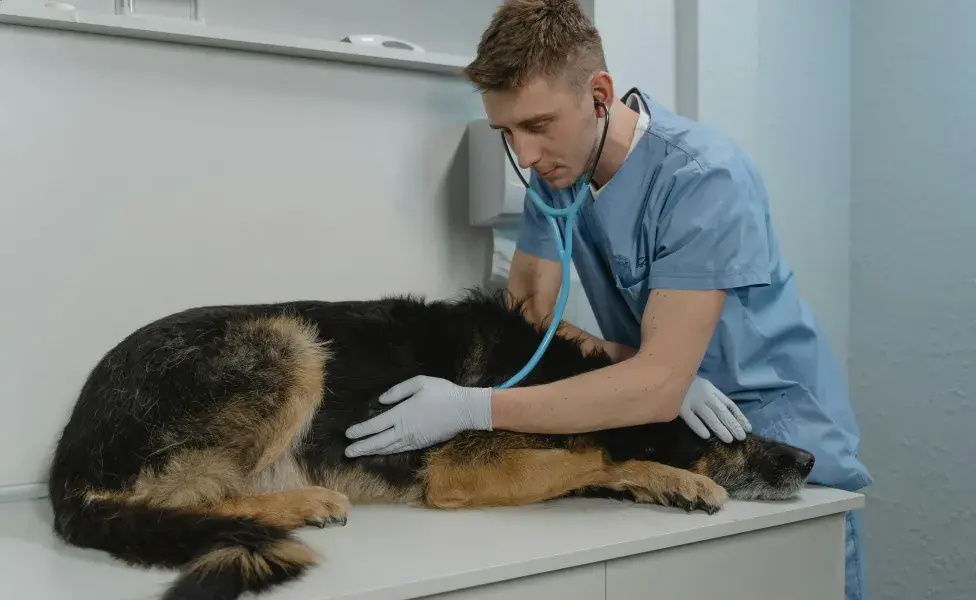 ¿Entre perros y humanos pueden contagiarse enfermedades?