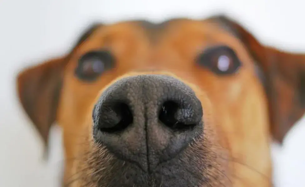 Perros pueden olfatear el Parkinson ¿Mito o realidad?