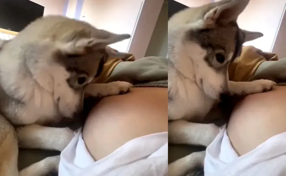 La reacción de un perro con una mujer embarazada se volvió viral. Foto:X/DiloConPerritos