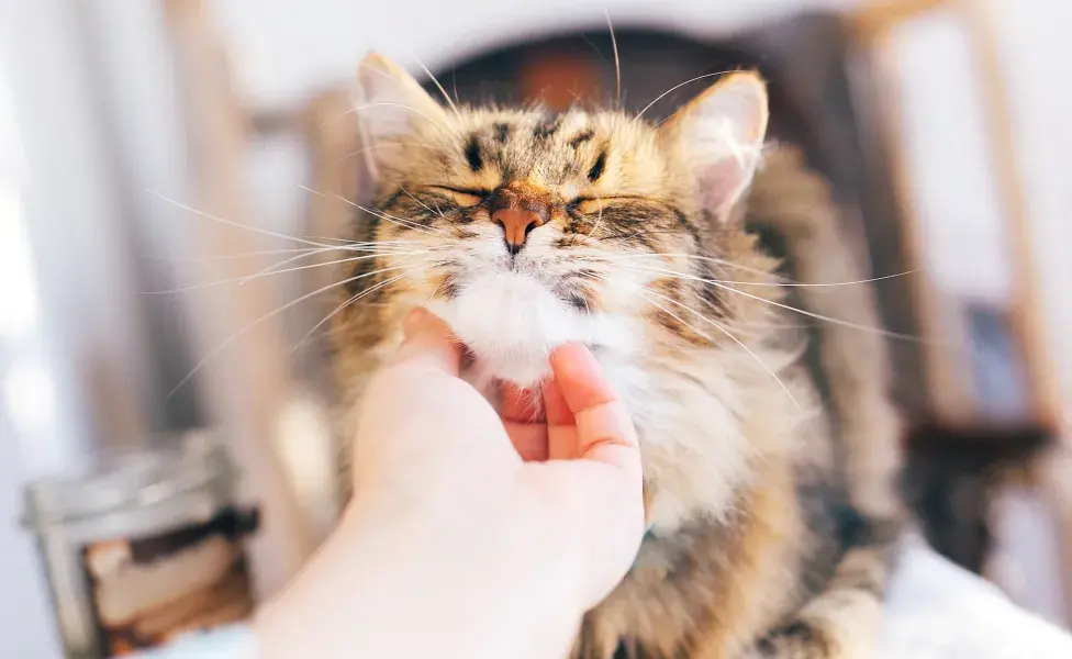 maine coon