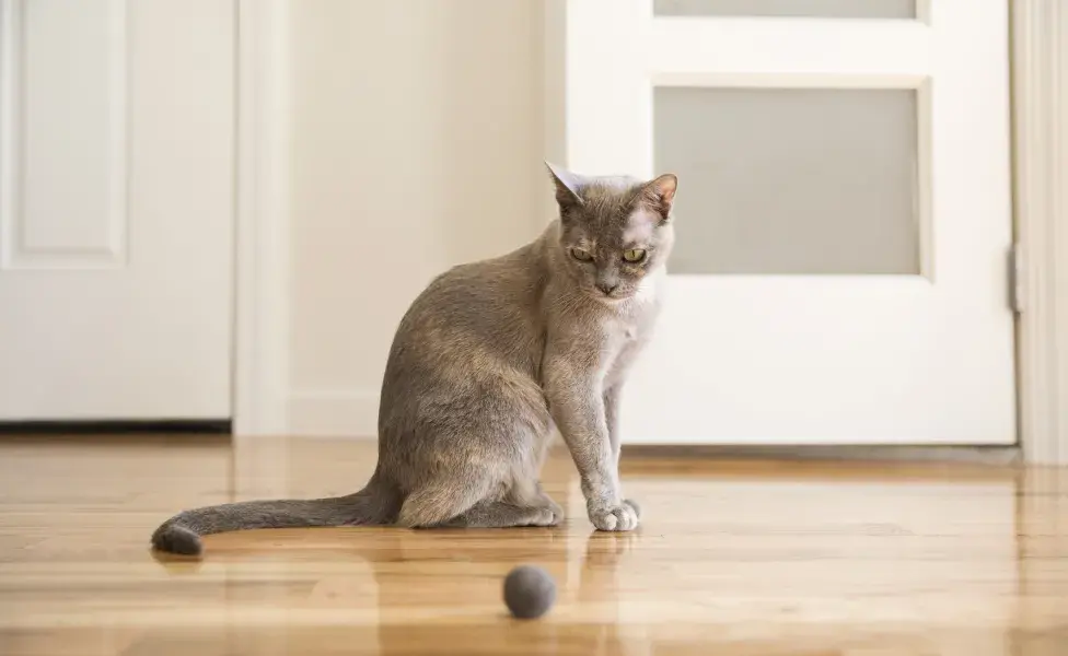 gato tonquinês