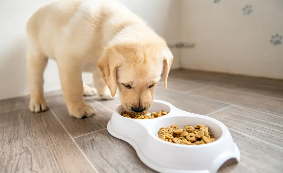 cachorro comendo ração