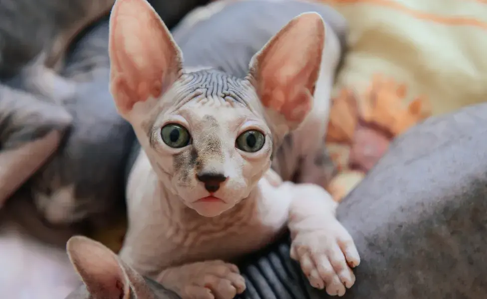 Gato Peterbald