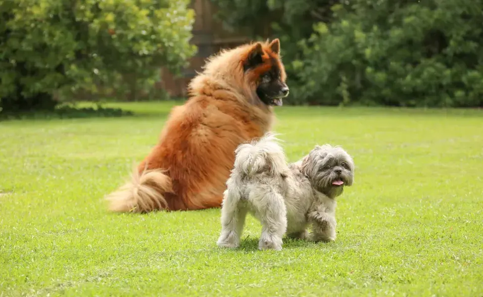 Cachorro de porte grande e porte pequeno no campo