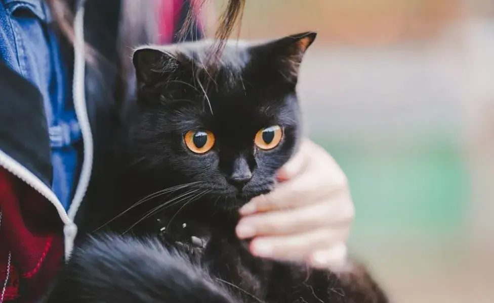 gatinho preto olhando para o nada