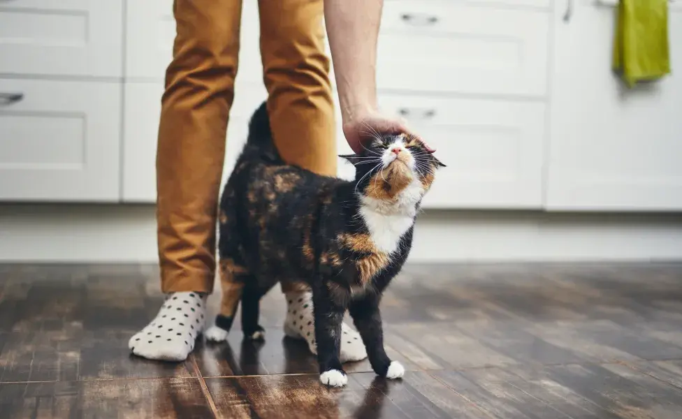 gato se esfregando no dono