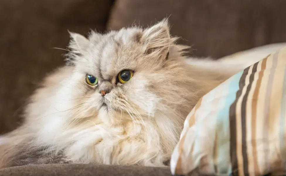 gato persa sentado no sofá