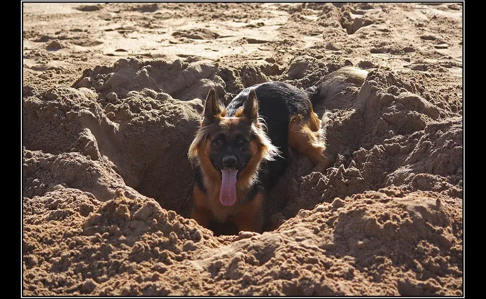 aplicar regra¿Por qué los perros rascan hoyos en la tierra? 2981016372_4d69b8d94c_b