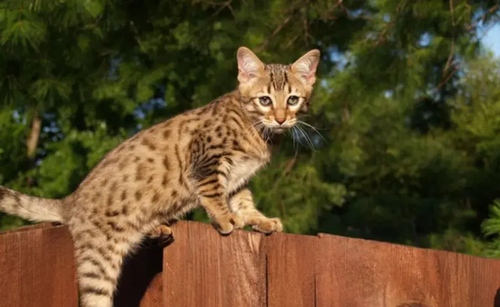 aplicar regra8 razas de gatos exóticos fuera de lo común 2_0