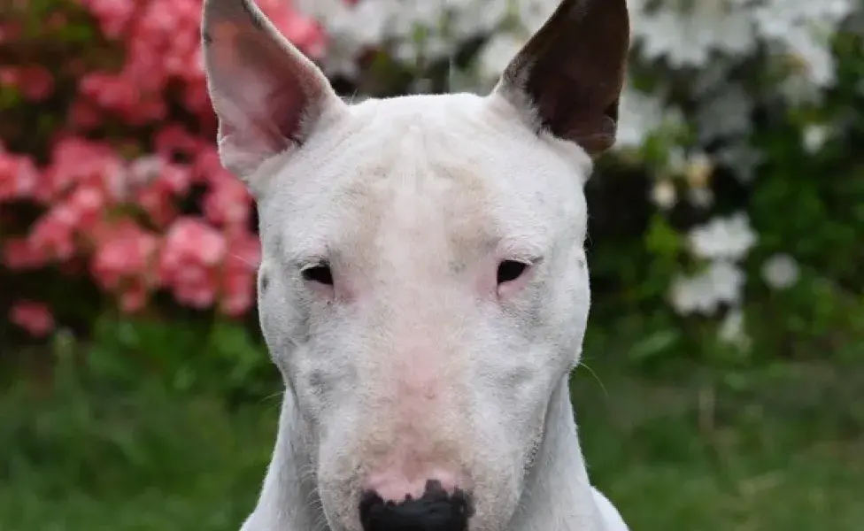 aplicar regra7 curiosidades del Bull Terrier, el perro que aparece en Toy Stoy 7%20curiosidades%20del%20Bull%20Terrier%2C%20el%20perro%20que%20aparece%20en%20Toy%20Stoy