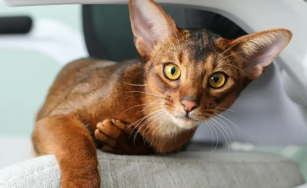 Los Abisinio son gatos salvajes.