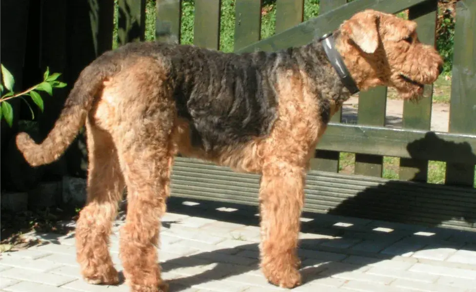 aplicar regra8 razas de perros que más disfrutan jugar con agua Airedale%20Terrier