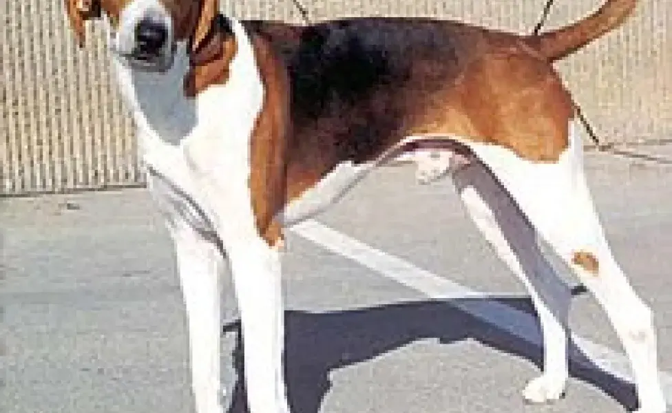 aplicar regra¿Cuál es el perro zorrero? Este es su origen AmericanFoxhound2