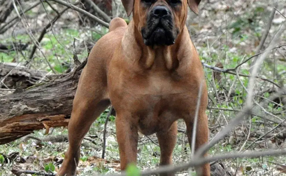 aplicar regra¿Cuántos tipos de perros Mastín existen? Boerboel