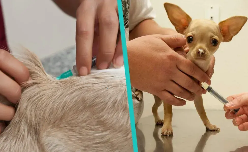 aplicar regra3 mejores tips para ahorrar para los gastos de tu mascota Cada%20cu%C3%A1nto%20se%20vacuna%20de%20rabia%20a%20un%20perro%20adulto