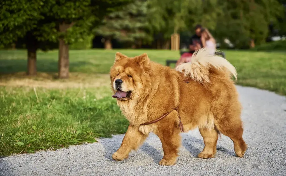 aplicar regraEstas son las razas de perros más difíciles de entrenar ¿Tu perro es una de ellas? Chow-chow_0