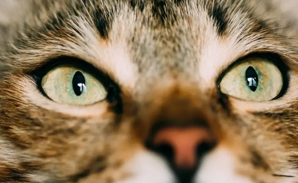 ¿Cómo ven los gatos? ¿También ven en colores gris?