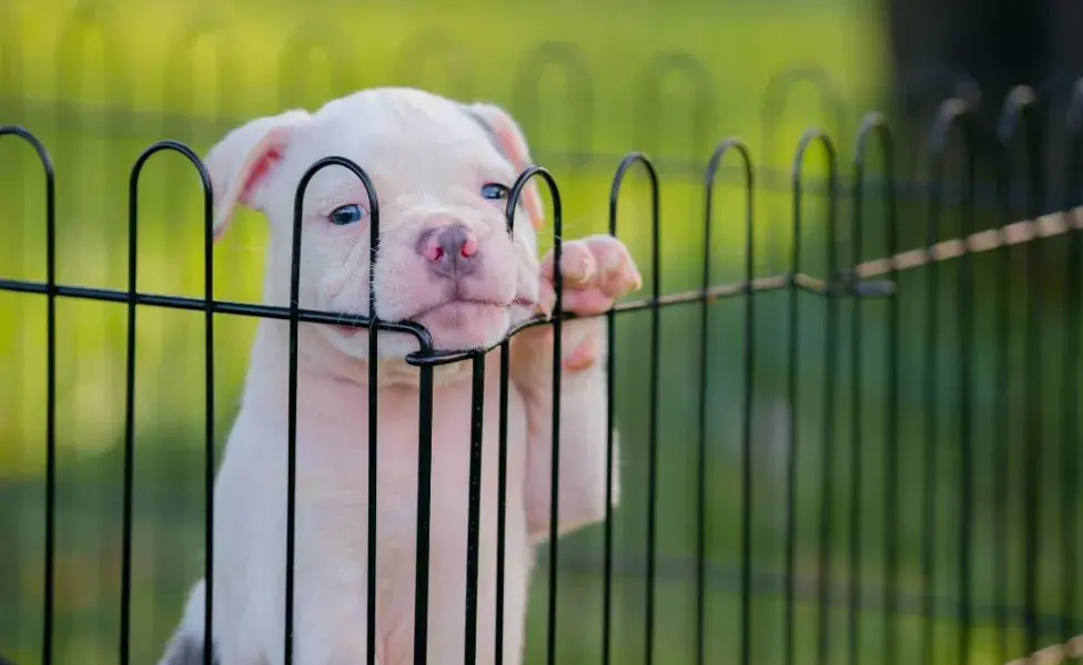 Razas de perros bravos