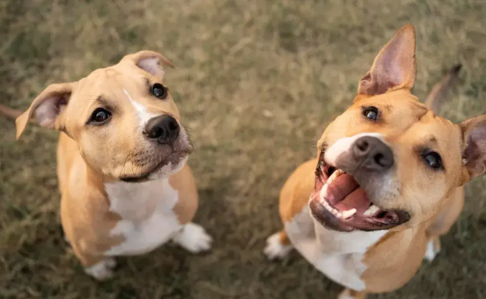 aplicar regra5 cosas que puedes hacer para mejorar la vida de un perro de la calle Cuales_son_los_derechos_de_las_mascotas