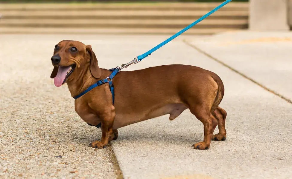 aplicar regraEstas son las razas de perros más difíciles de entrenar ¿Tu perro es una de ellas? Dachshund%20espalda