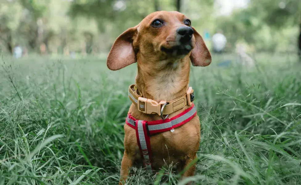 Los Dachshund tienen problemas de hernias.