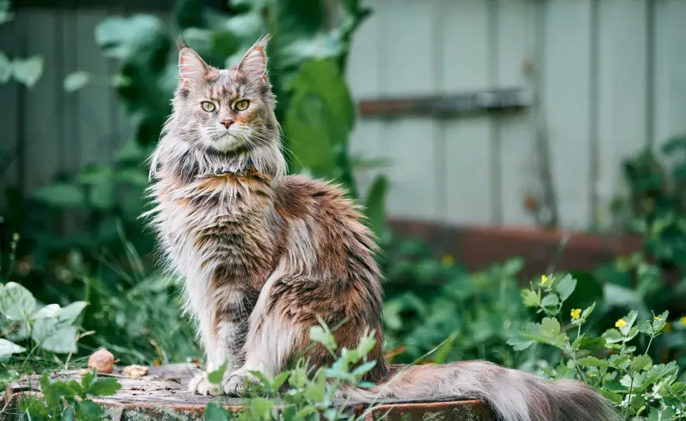 aplicar regraDescubre las 10 razas de gatos que más disfrutan pasar tiempo cerca de su tutor Enfermedades%20MAin%20Coon_0