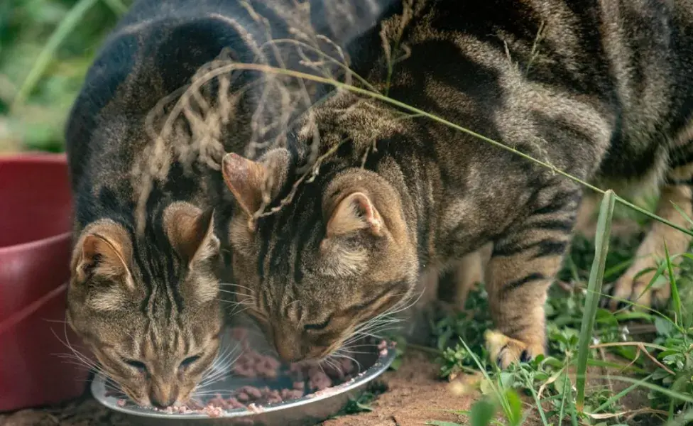 aplicar regraTal vez tienes un gato sokoke y no lo sabías Gato_sokoke