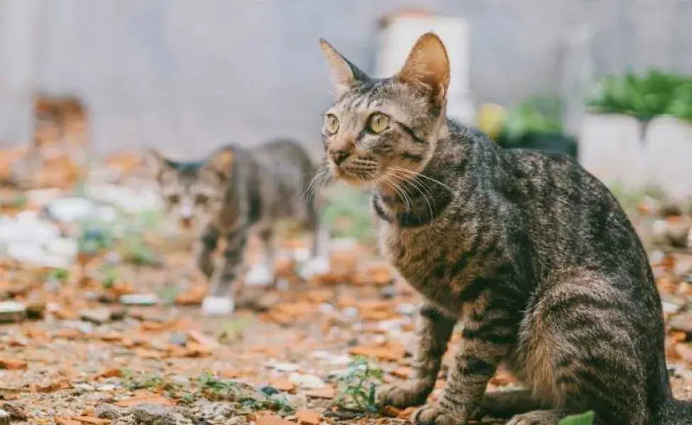 Dos gatos callejeros Foto: Pexels/Fox