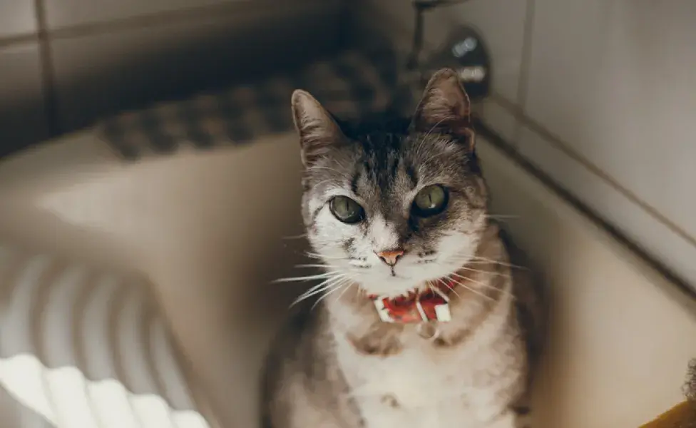 gato de coleira em um tanque