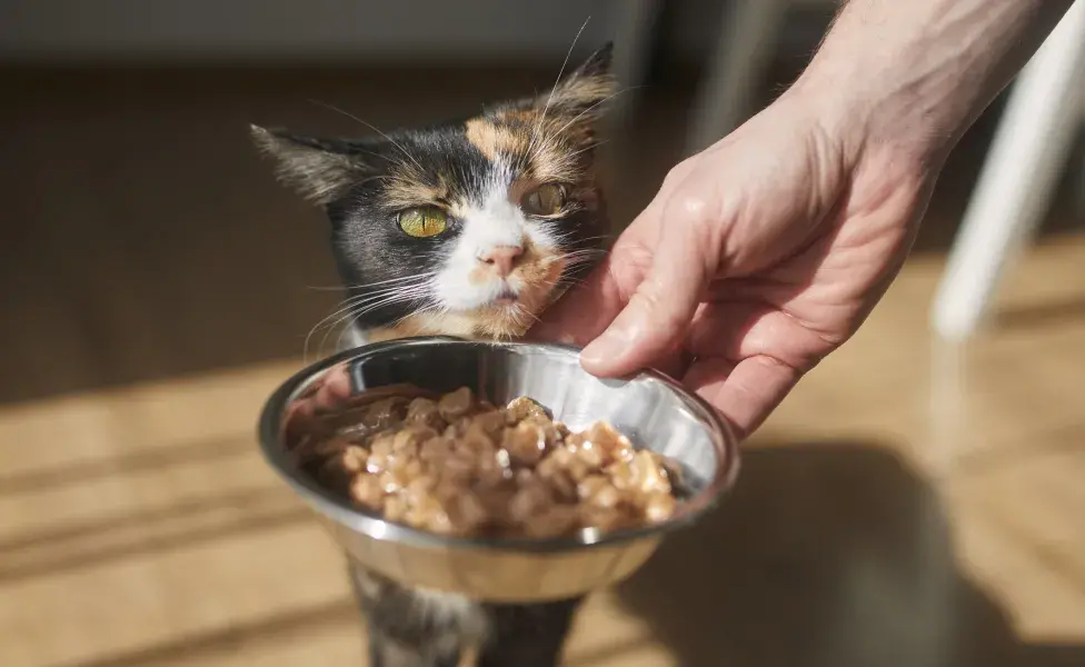 gato se alimentando