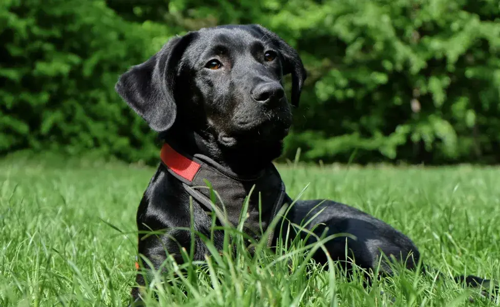 Los Labradores son considerados perros de raza pura.