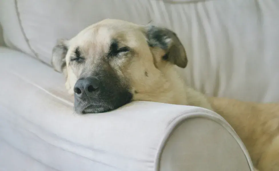 Durante el sueño REM, las ondas cerebrales de los perros y gatos se asemejan a las de los humanos