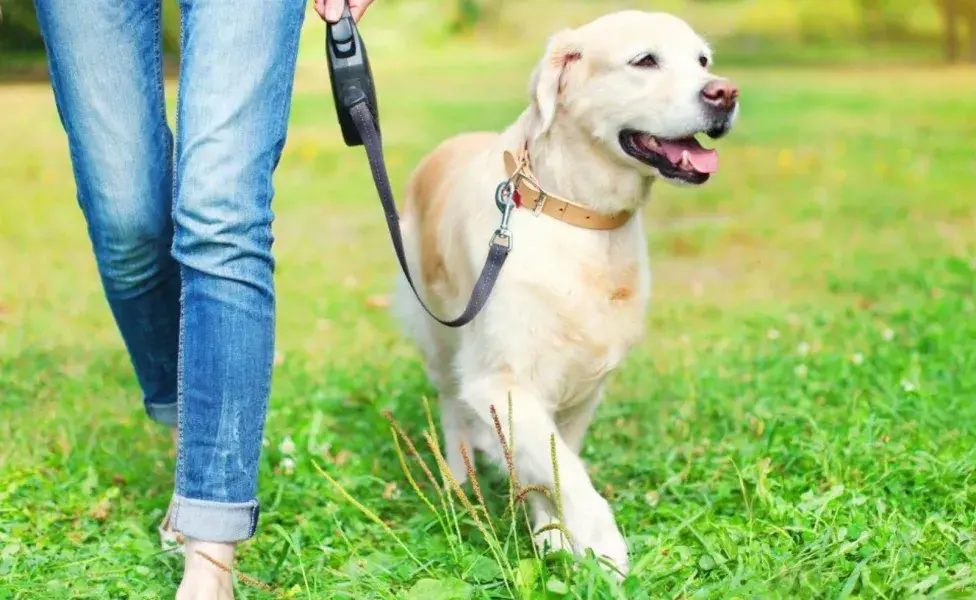 Es esencial sacar a tu perro a hacer sus necesidades varias veces al día.