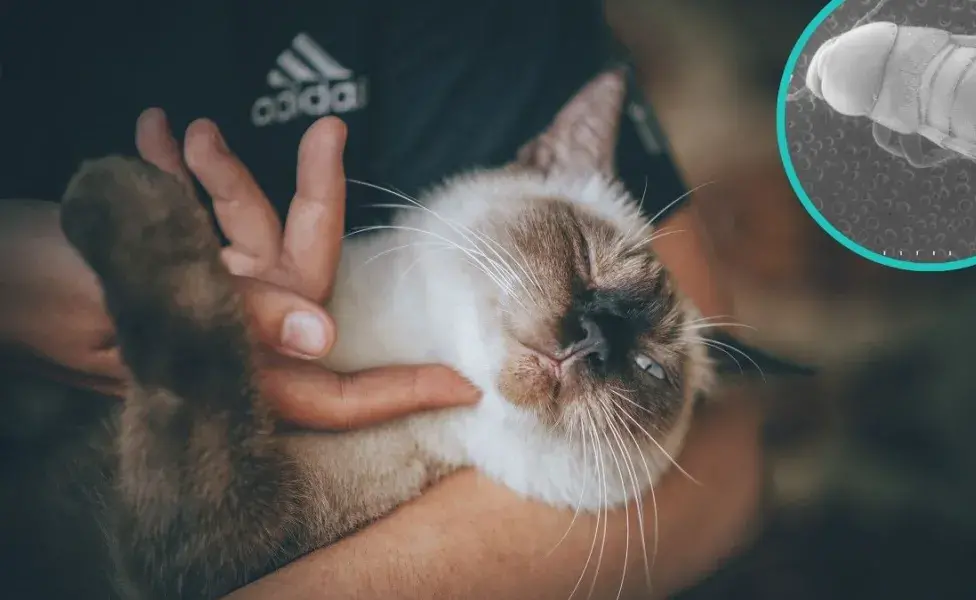 aplicar regra¿Tu mascota puede contagiarte parásitos? Descubre cómo prevenirte Par%C3%A1sitos%20en%20gatos