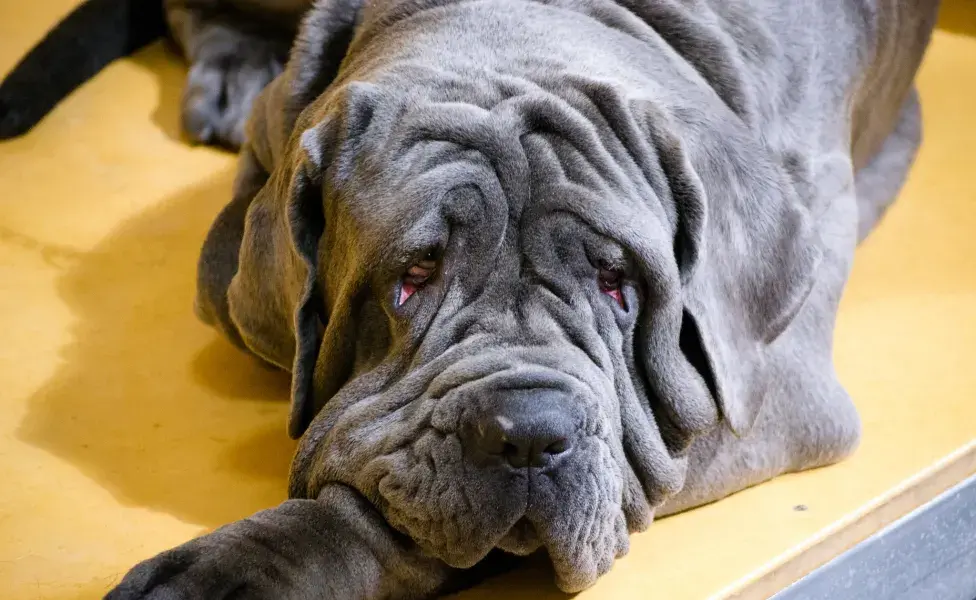 aplicar regraCaracterísticas del Mastín Napolitano y del perro Shar Pei ¡No son lo mismo! Perro%20Mastiff%20Napolitano%20c%C3%B3mo%20diferenciarlo%20de%20un%20shar%20pei