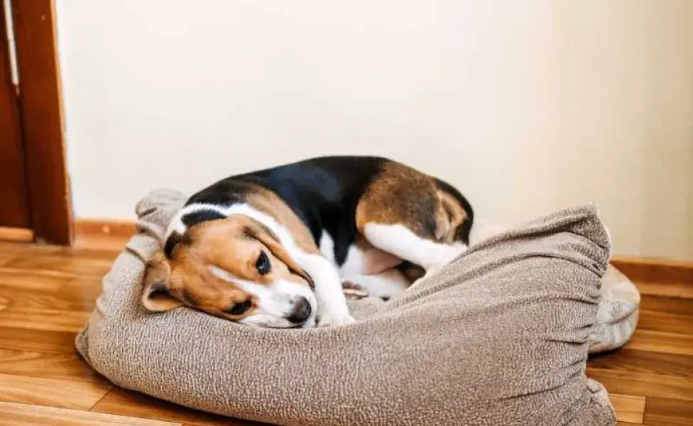 Perro beagle triste. Foto: Envato/IrynaKhabliuk