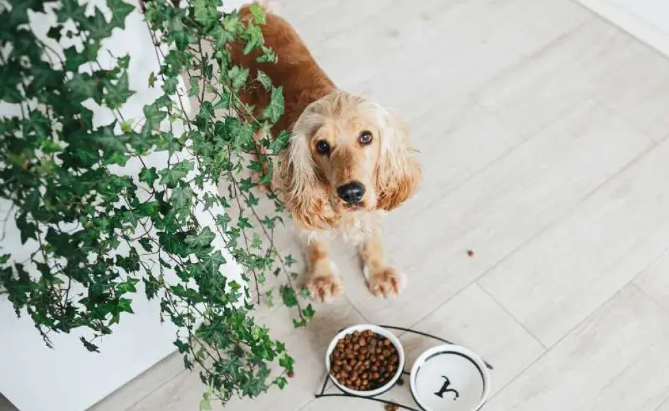 Perro comiendo croquetas. Foto: Envato/sonyashna