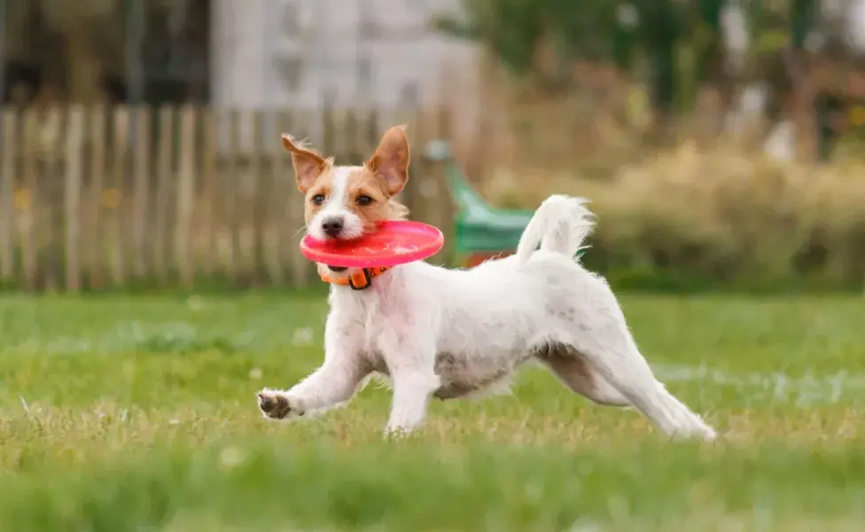 Si su perro disfruta enterrando objetos, considere establecer una zona de excavación designada en su jardín. Foto: Envato/ Olga_Ovcharenko