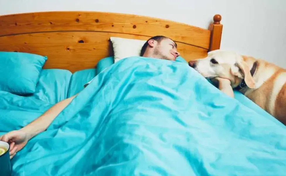 Perro junto a su dueño en cama. Foto:Envato/Chalabala