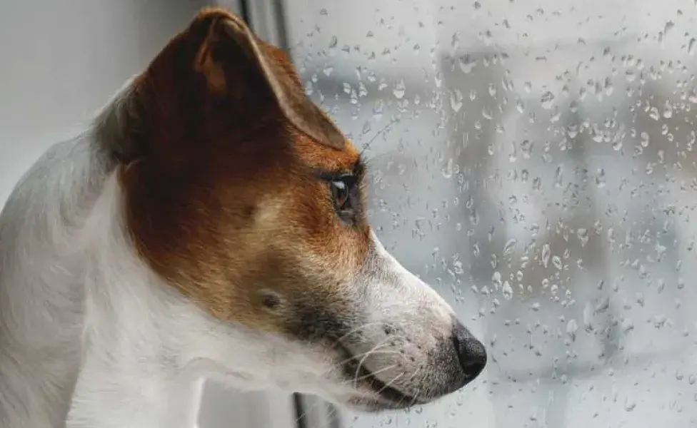 Perro viendo a la lluvia. Foto: Envato/evstratenkoyuliya