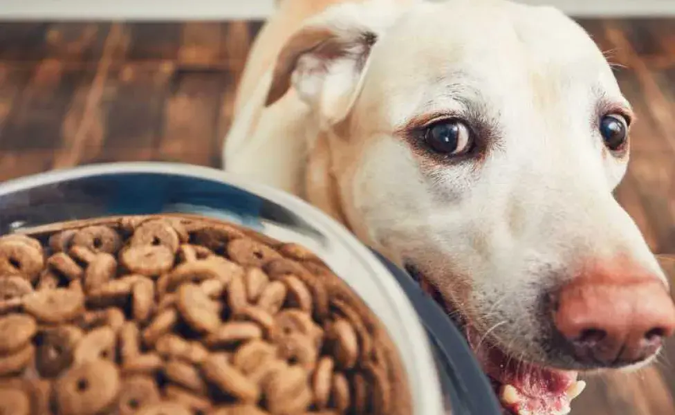 Perro viendo sus croquetas. Foto: Envato/Chalabala