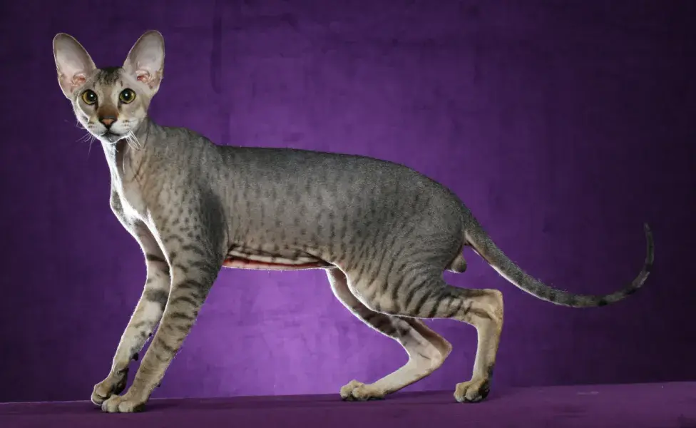 aplicar regraGatos que no tiran pelo, tu casa estará más limpia Peterbald