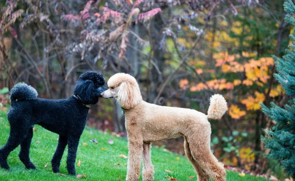 aplicar regra10 razas de perros que son conocidas por su inteligencia Poodle_0