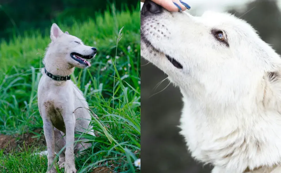 Los Pungsan son perros valientes y buenos para la caza. 